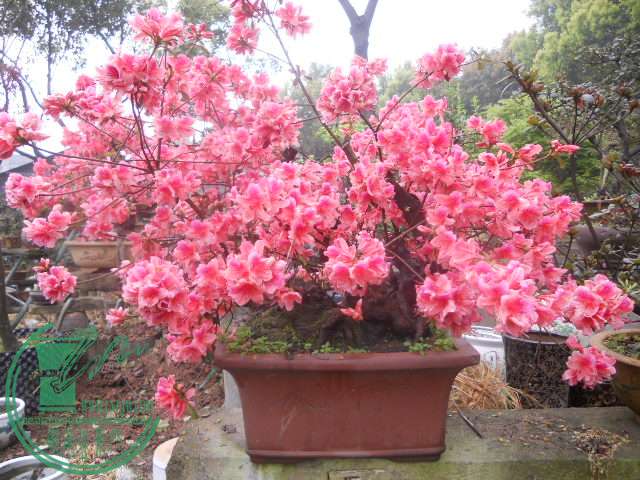 DSCN0720.jpg