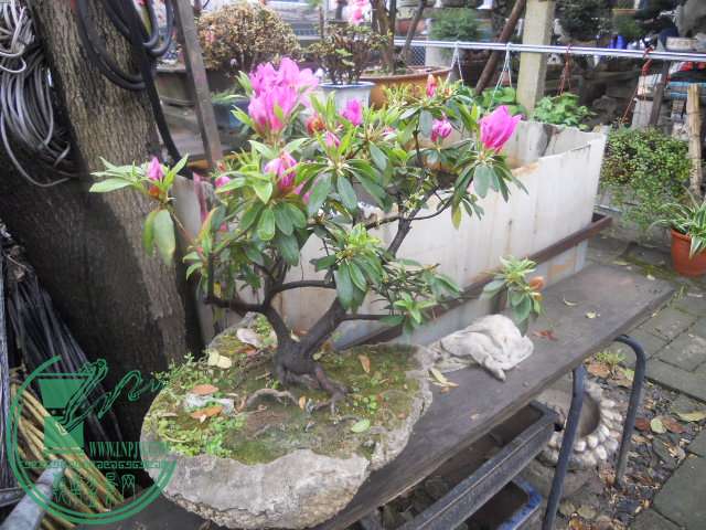 DSCN0723.jpg