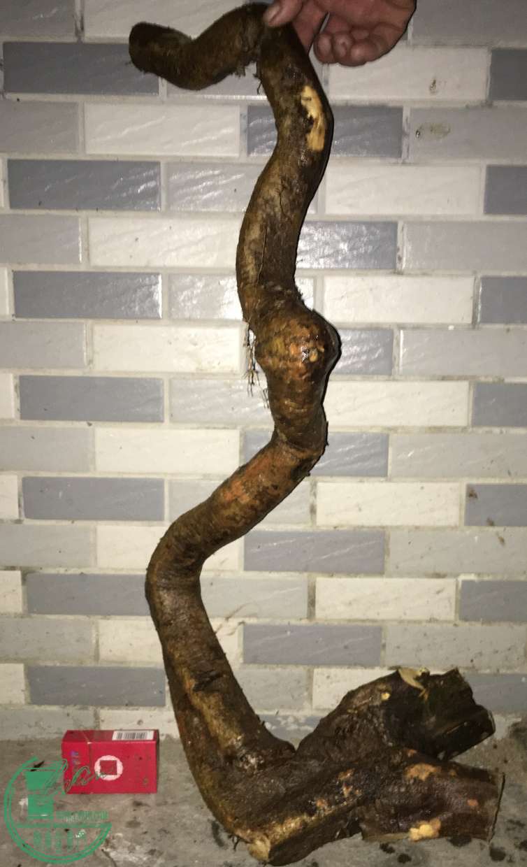 image.jpeg