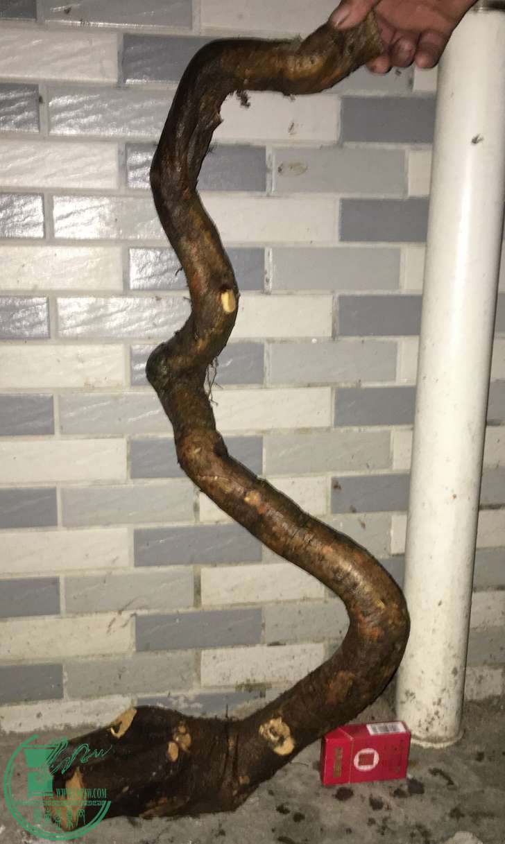 image.jpeg