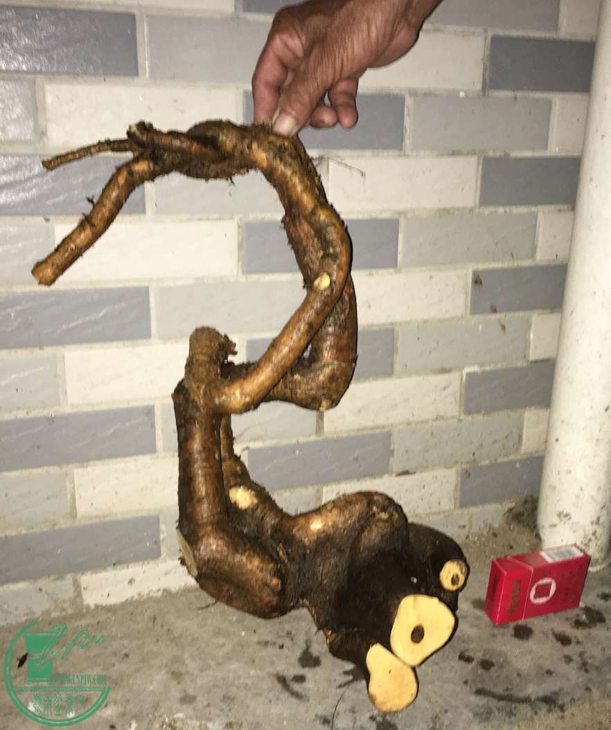 image.jpeg
