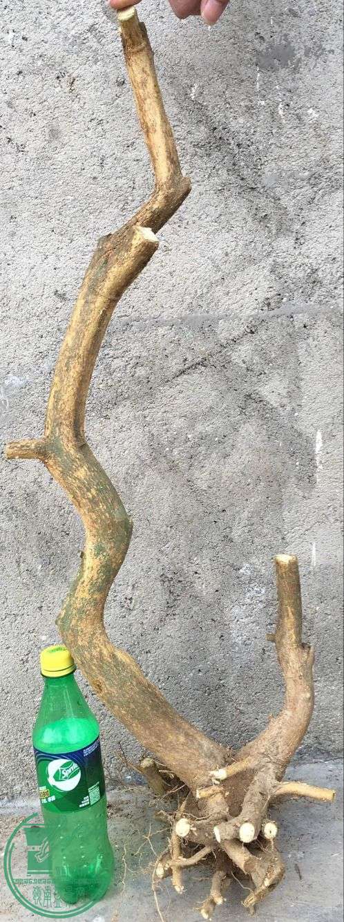 image.jpeg