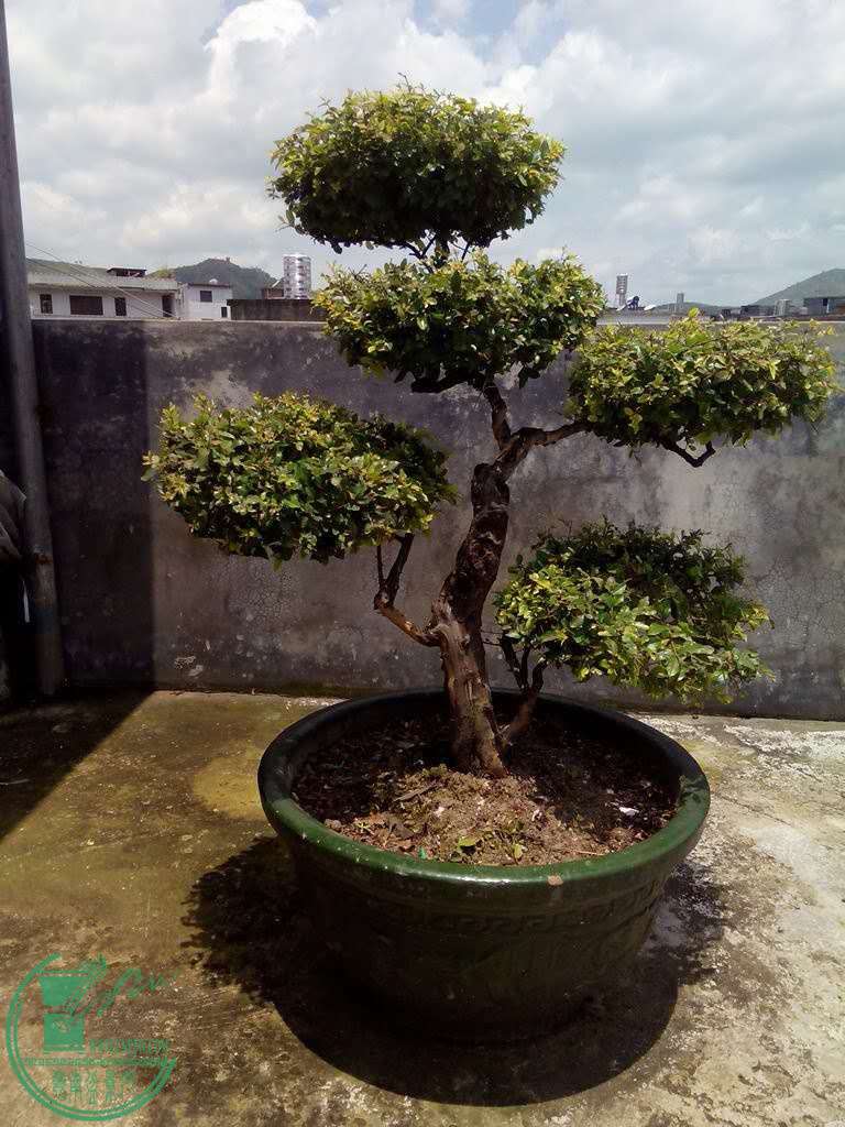mmexport1459603752674.jpg