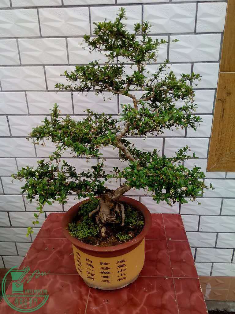 mmexport1459603732179.jpg