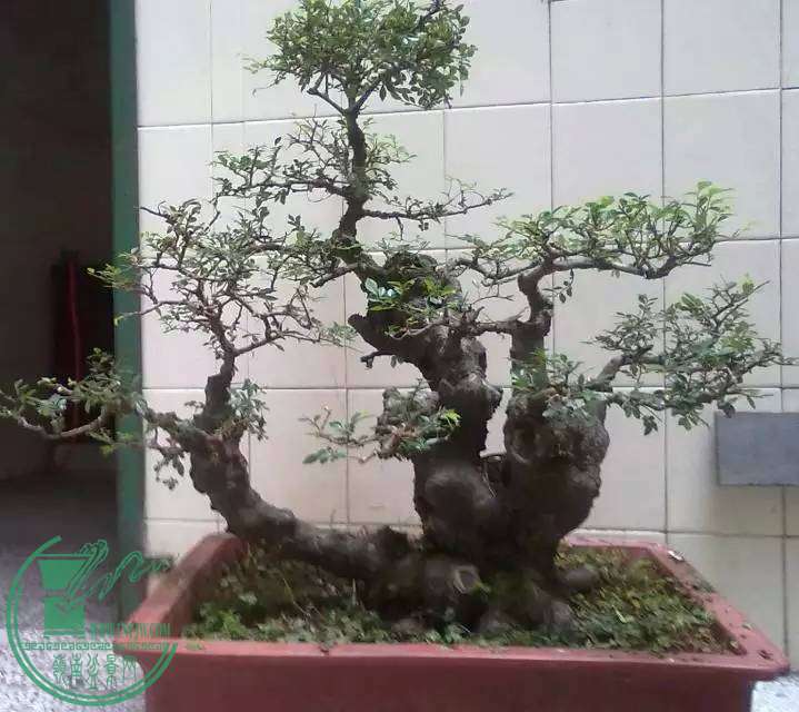 mmexport1459603696098.jpg