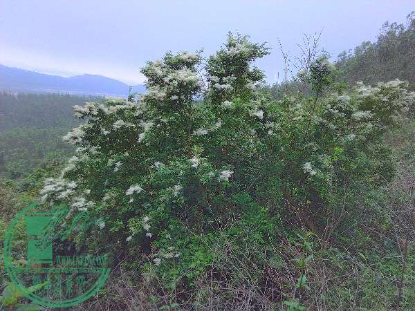 IMG_20160403_150658_HDR.jpg