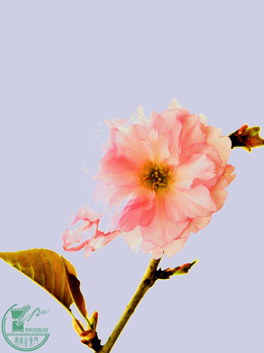 DSCN9076.jpg
