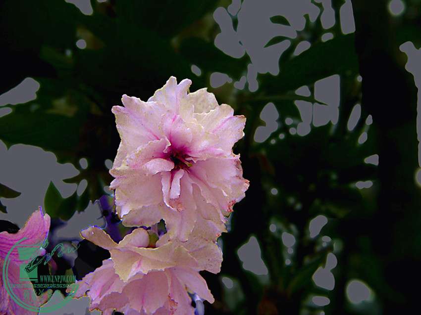 PICT2471.jpg
