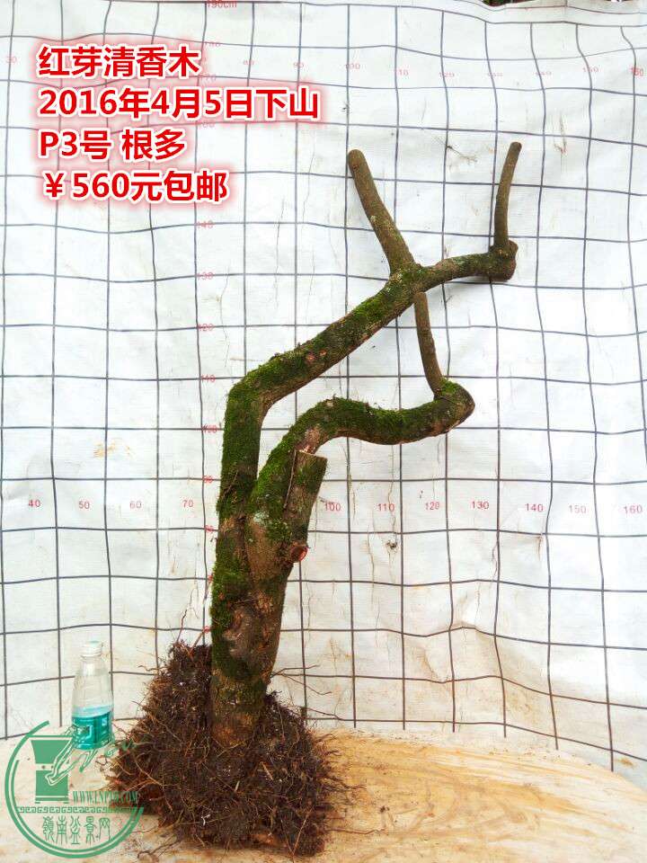 QQͼƬ20160405230211_.jpg