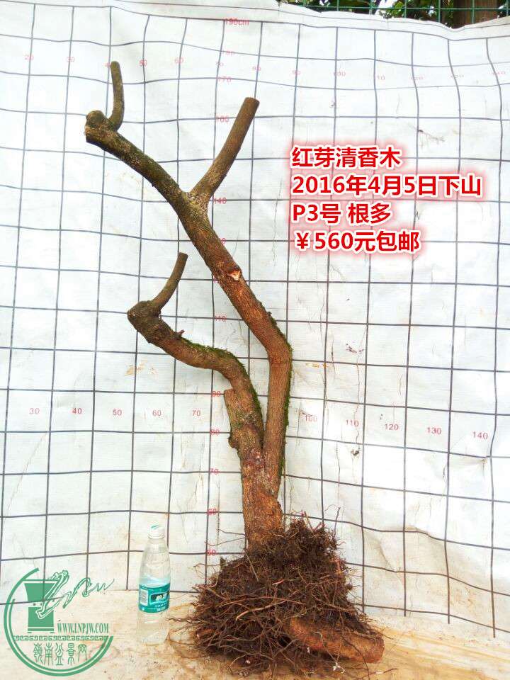 QQͼƬ20160405230218_.jpg