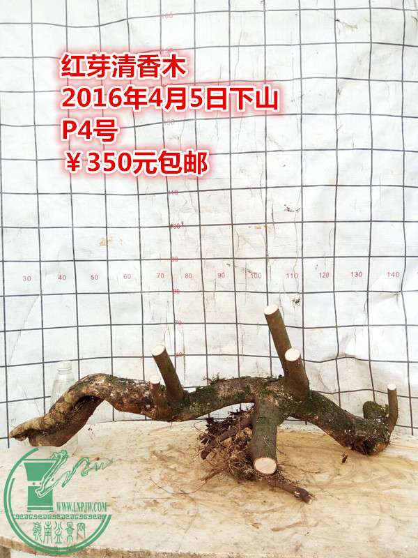 QQͼƬ20160405230222_.jpg