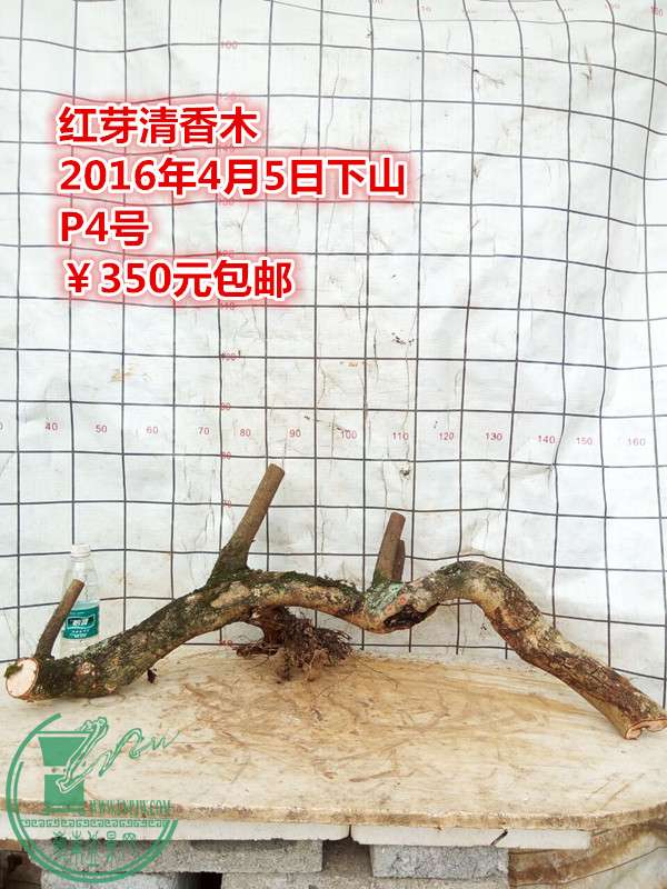 QQͼƬ20160405230225_.jpg