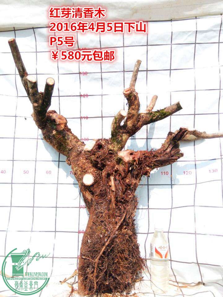 QQͼƬ20160405230229_.jpg
