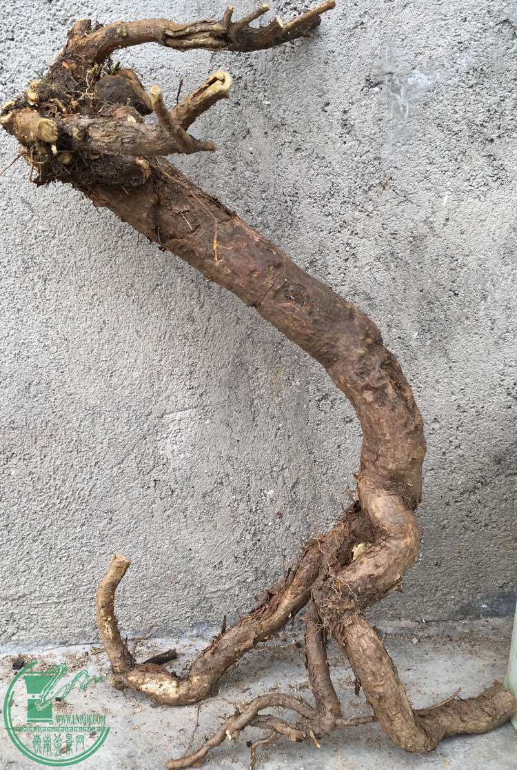 image.jpeg