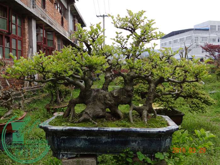 DSC07216.JPG