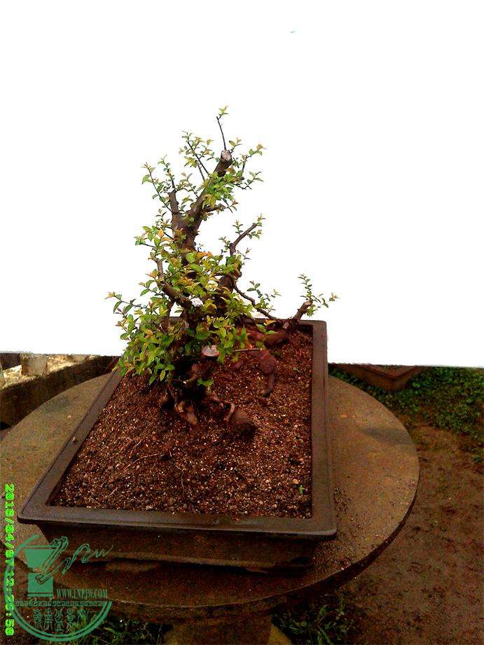 ȸ÷׮1815IMG_20160407_122651_ͼ.jpg