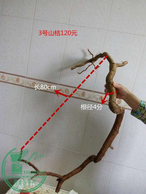 P60407-164629_.jpg