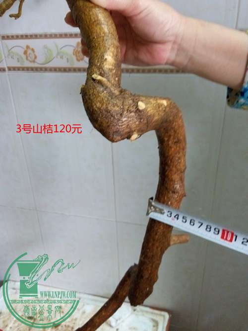 P60407-164644_.jpg
