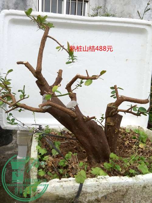 P60407-175029_.jpg