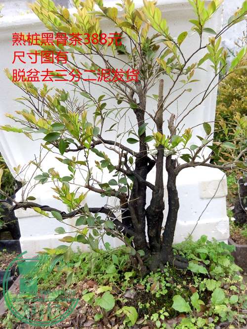 P60407-175548_.jpg