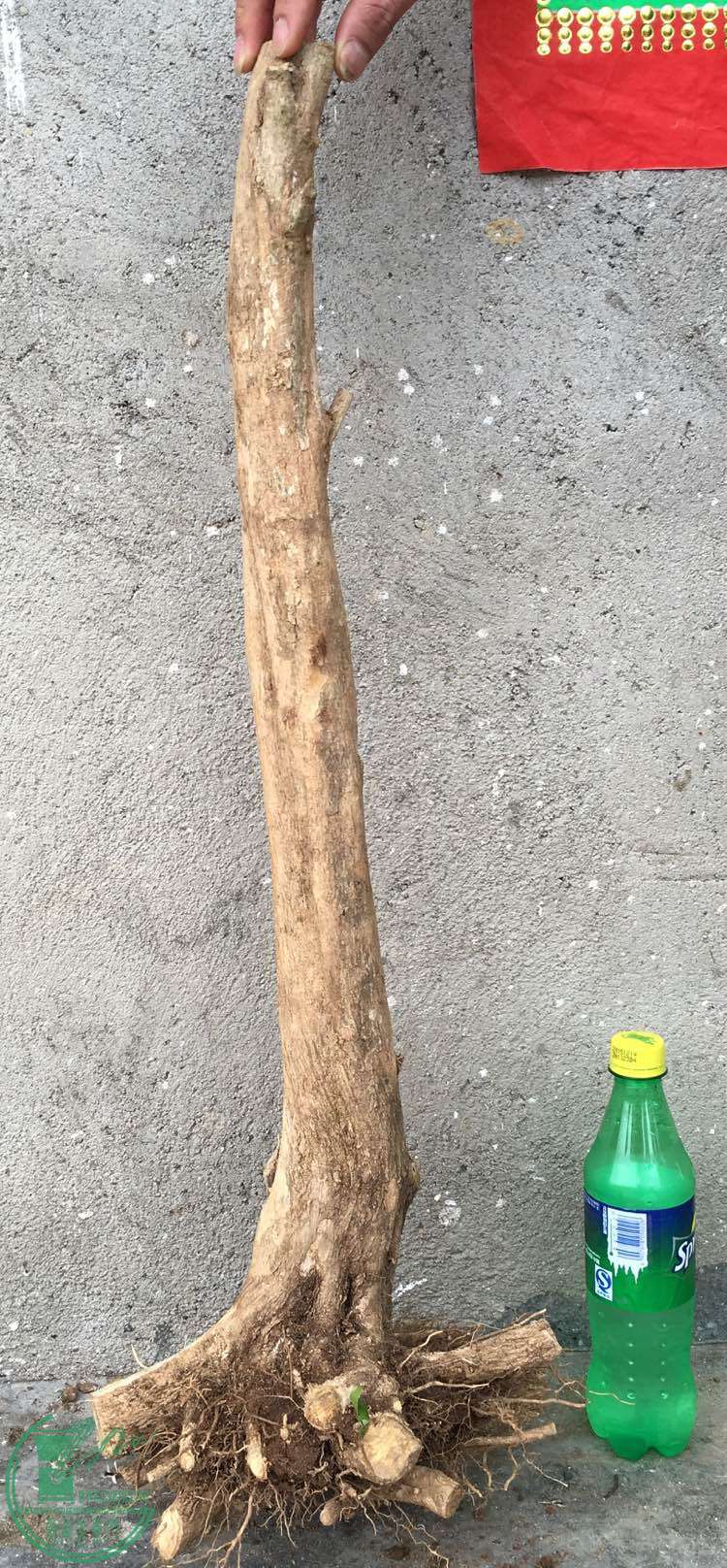 image.jpeg