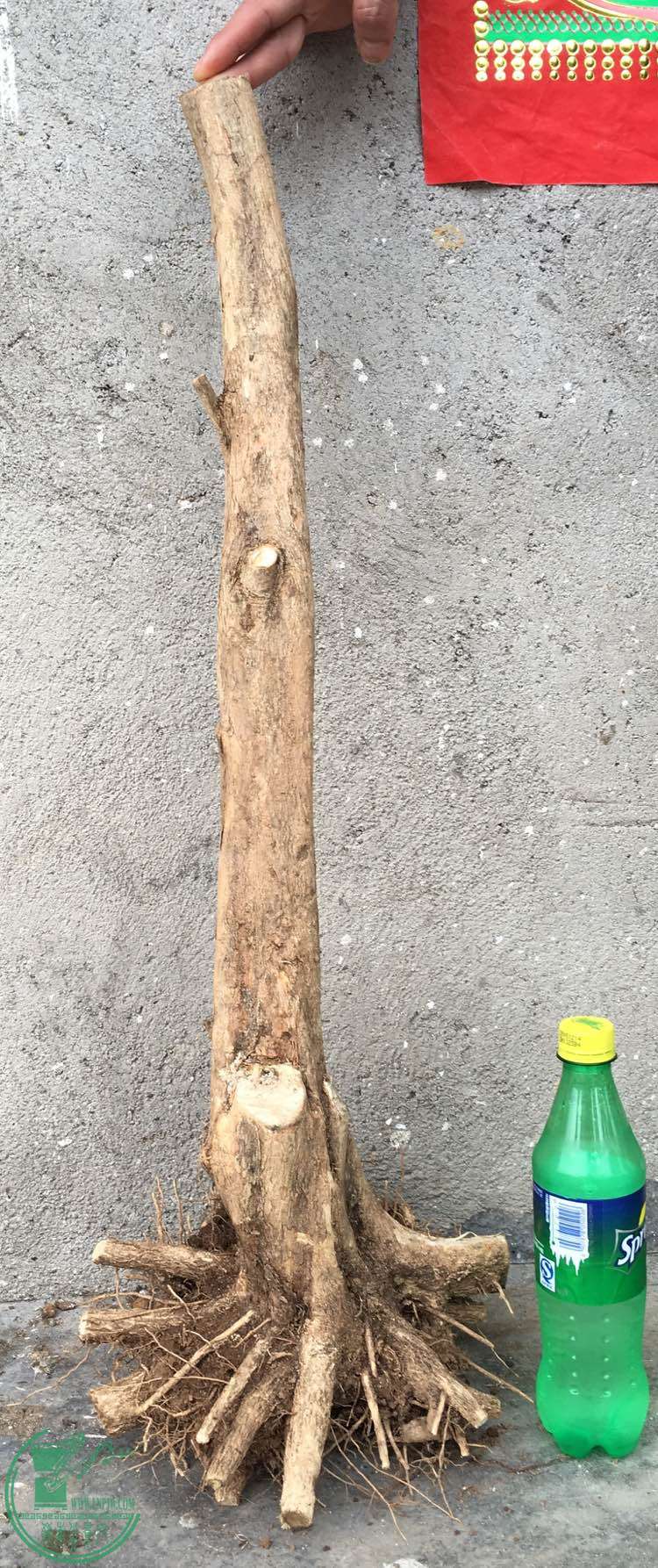 image.jpeg