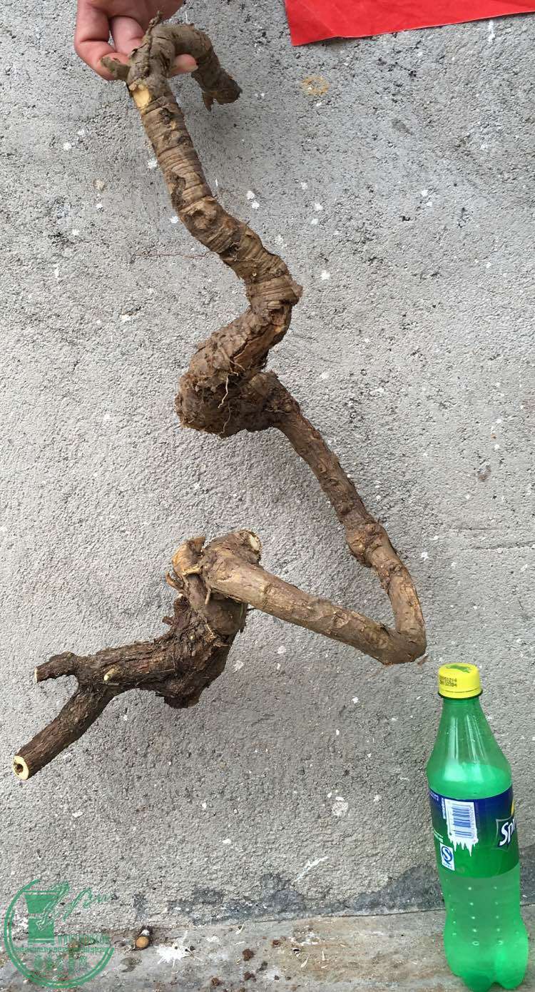 image.jpeg