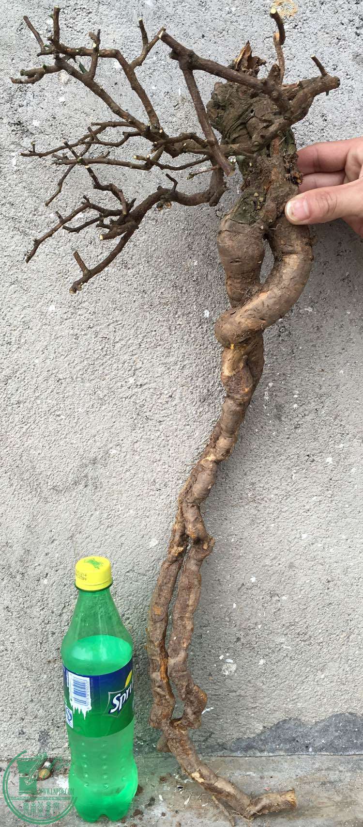 image.jpeg