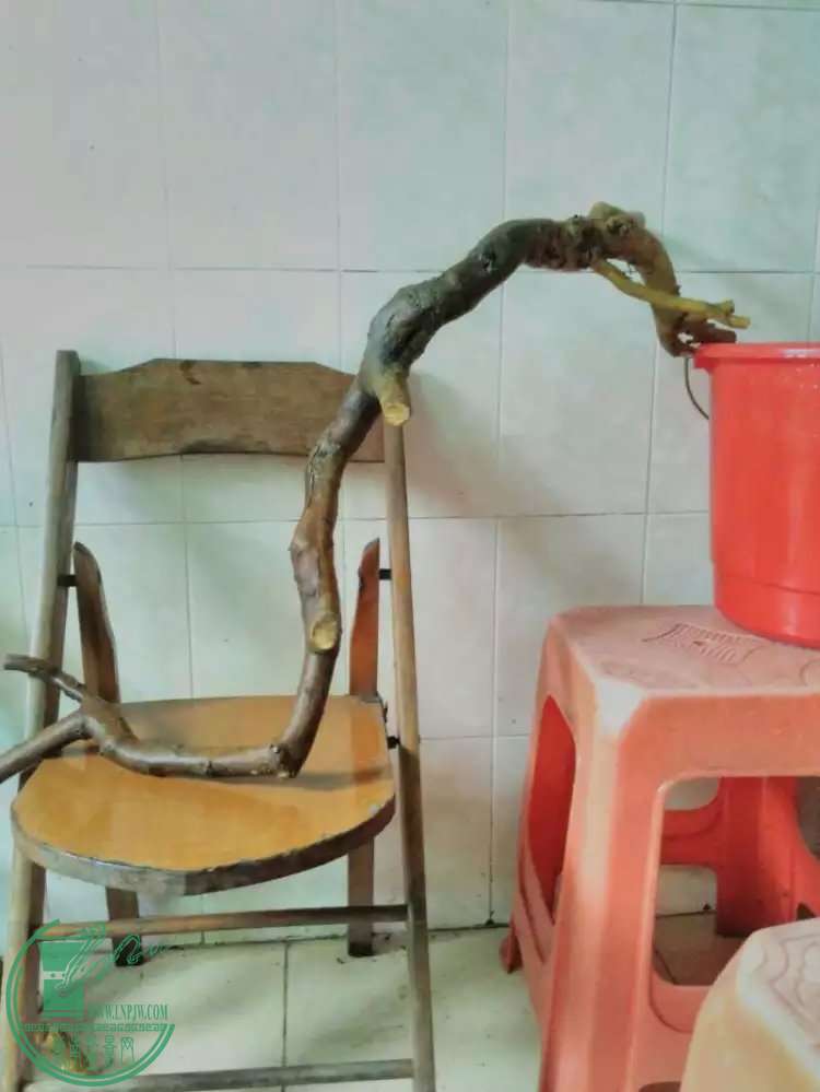 81.jpg