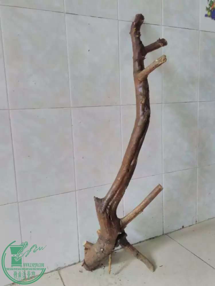 77.jpg