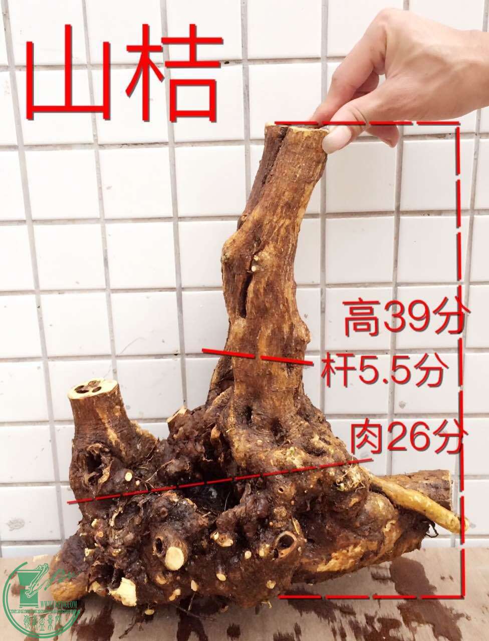17.jpg