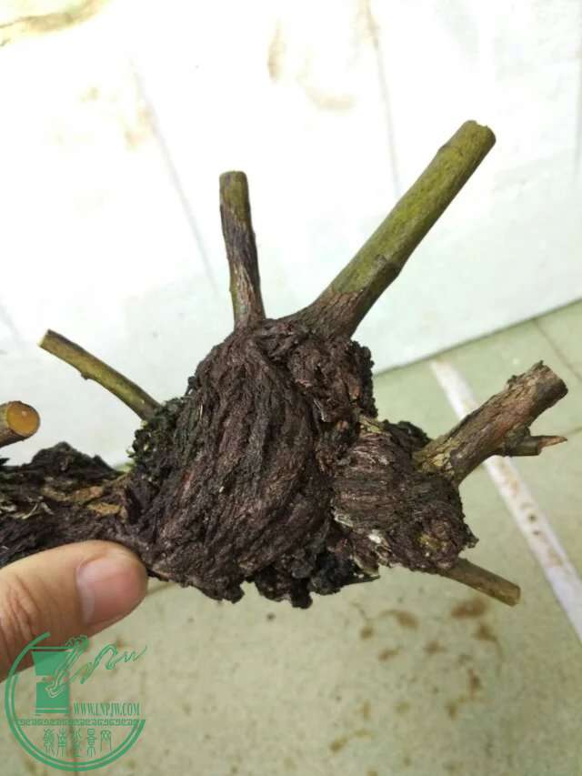 psb (11).jpg