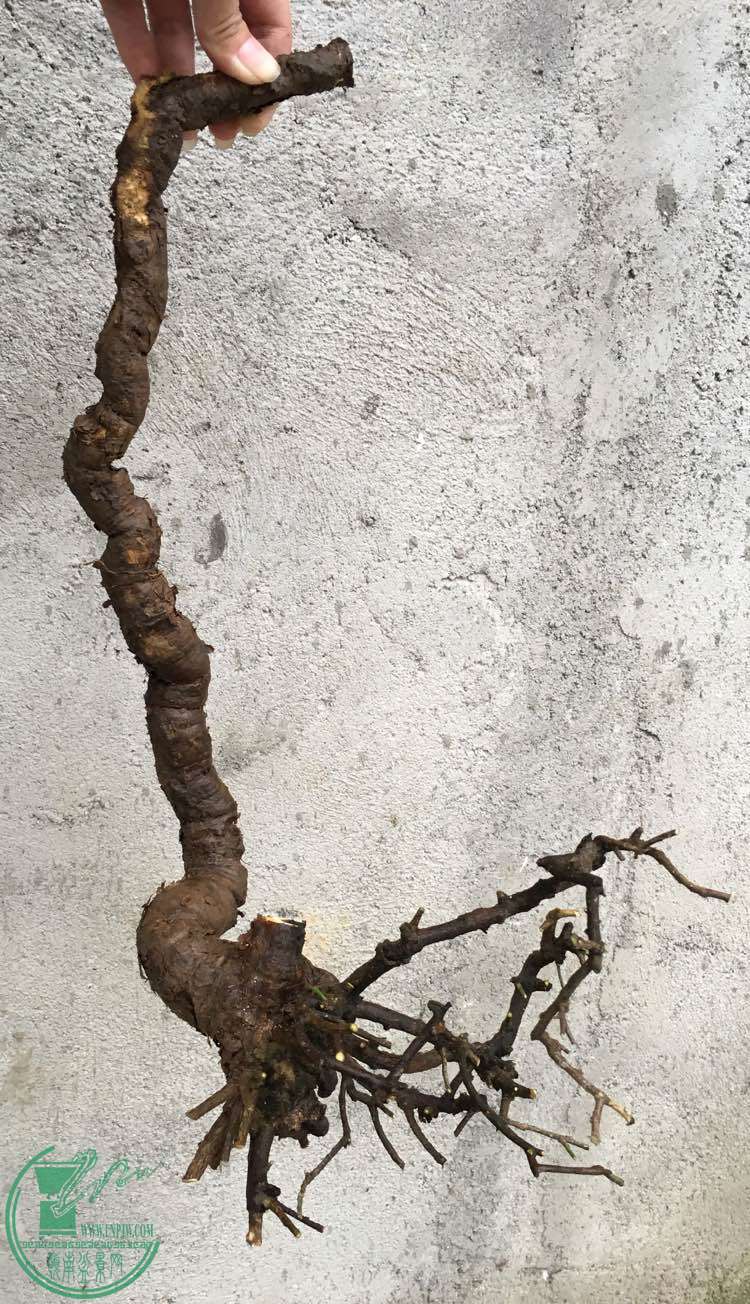 image.jpeg