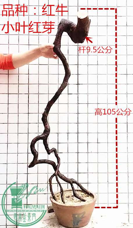 psb_1.jpg