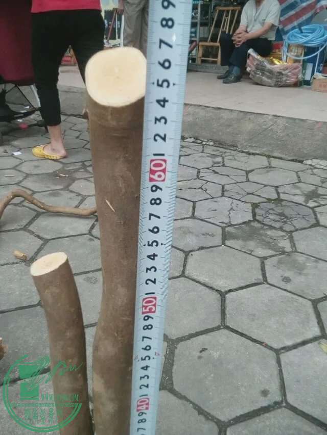 psb (2).jpg