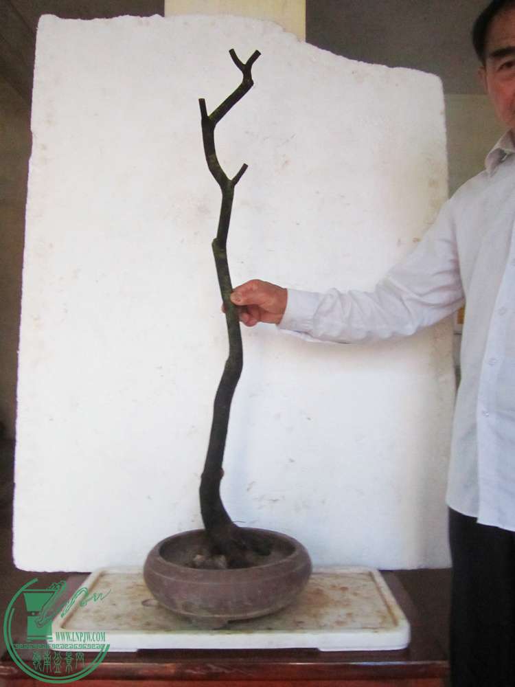 IMG_7665.JPG
