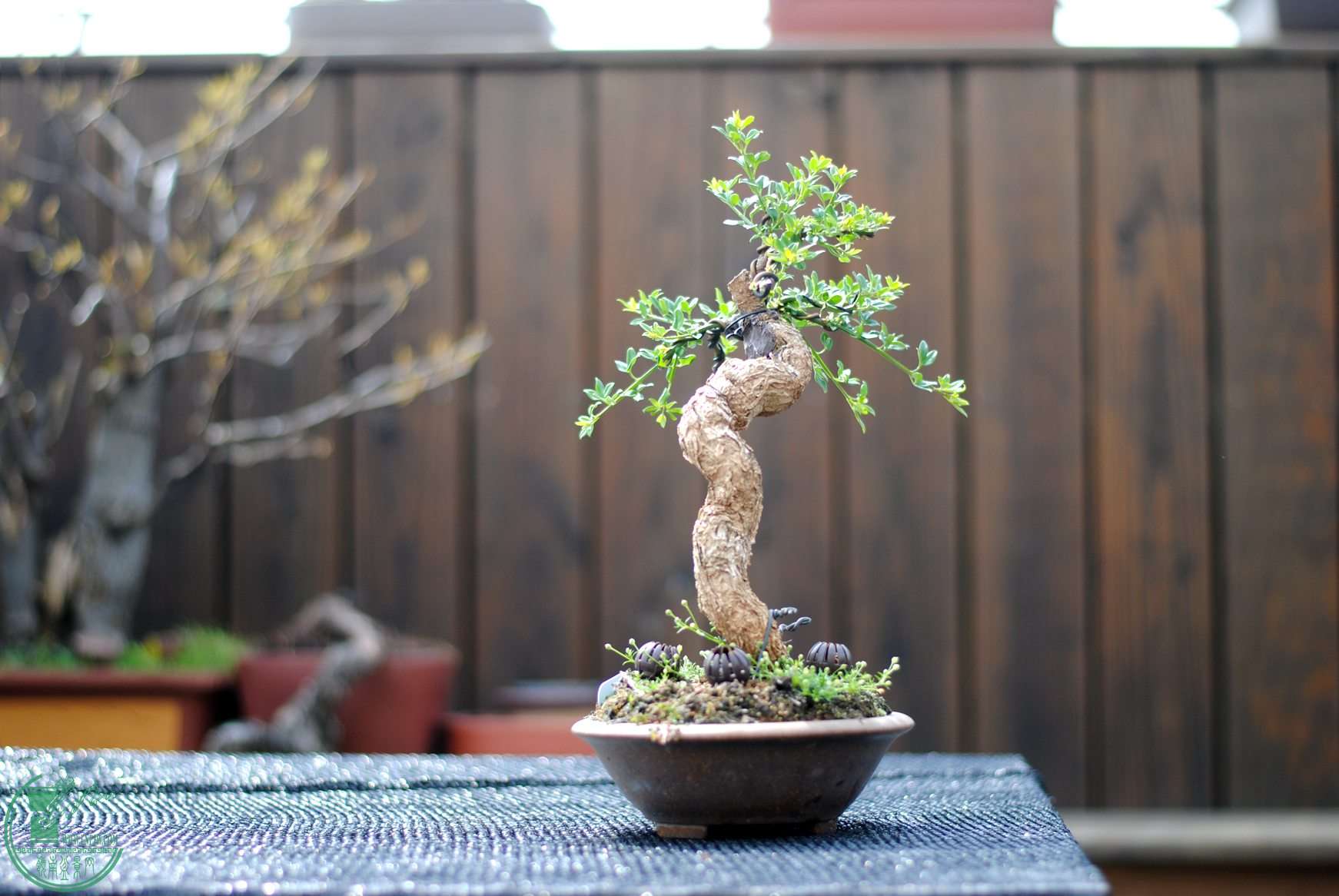 DSC_3048.JPG