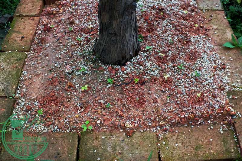 DSCF2742.JPG
