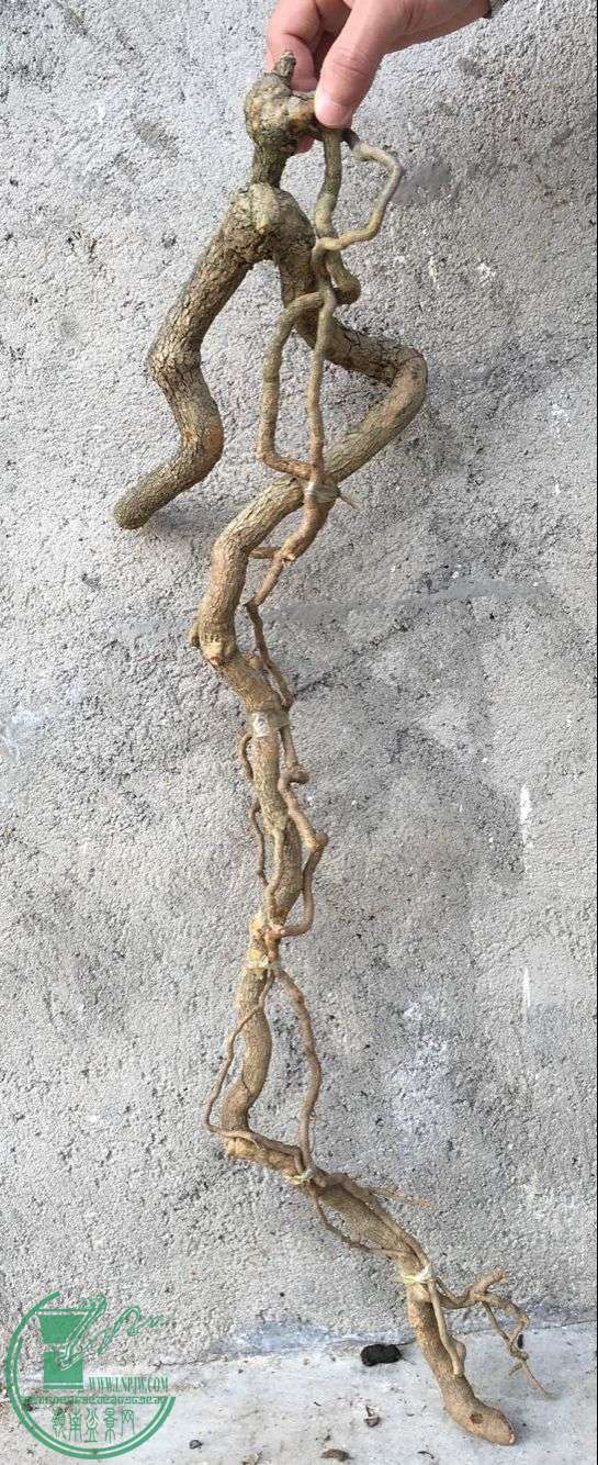 image.jpeg