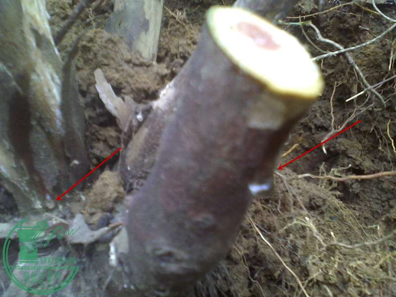 IMG0410120600.jpg