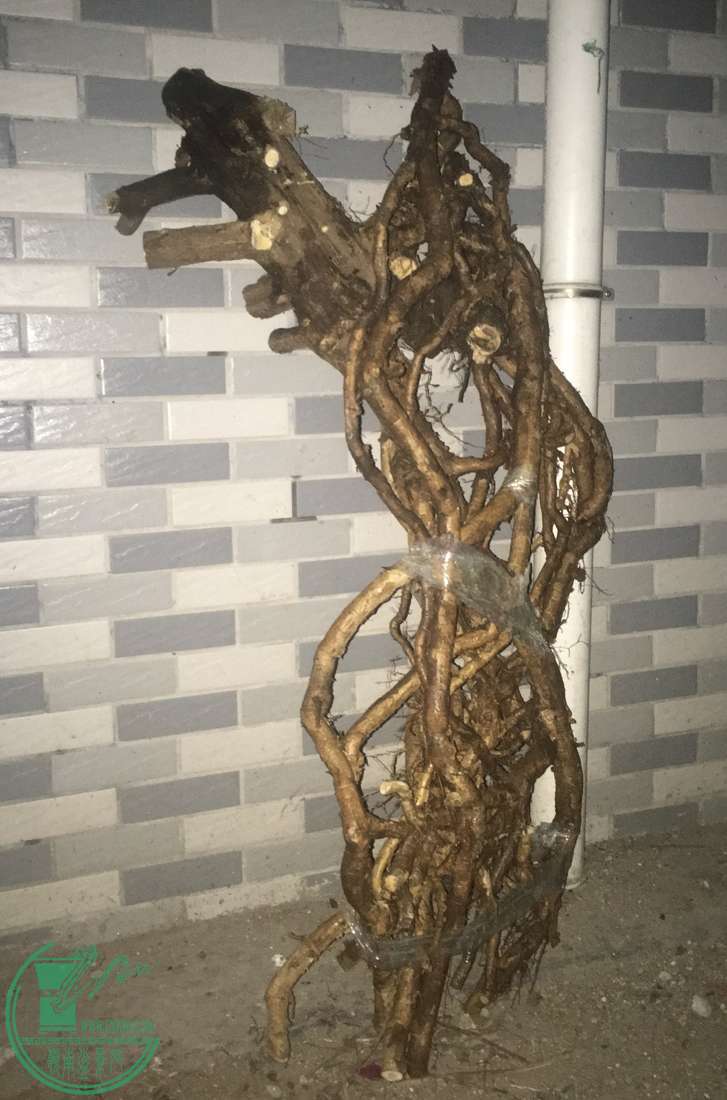 image.jpeg