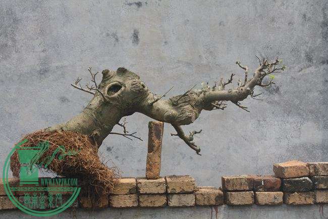 Ƭ20131026ۺ 1143.jpg