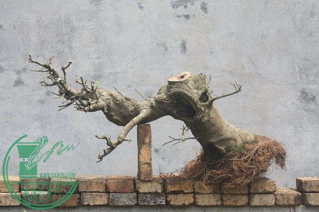 Ƭ20131026ۺ 1150.jpg