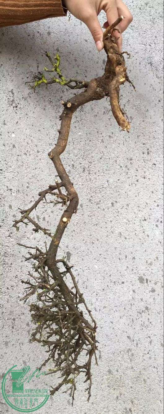 image.jpeg