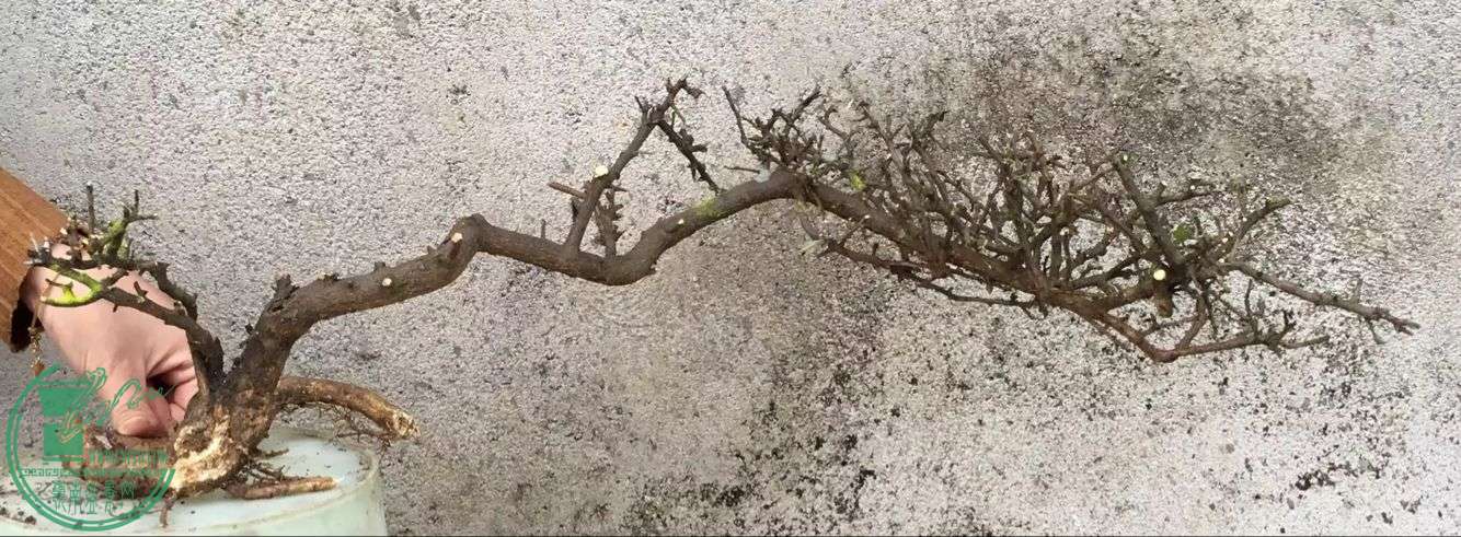 image.jpeg