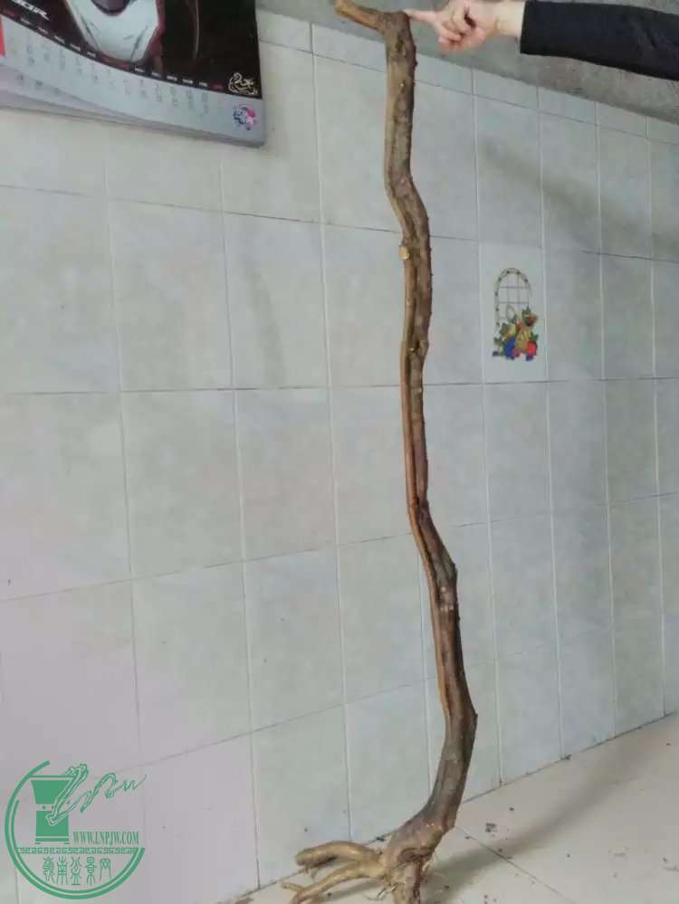 131.jpg