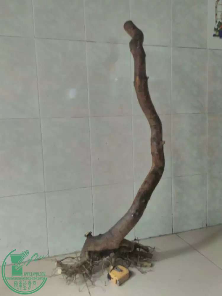 121.jpg
