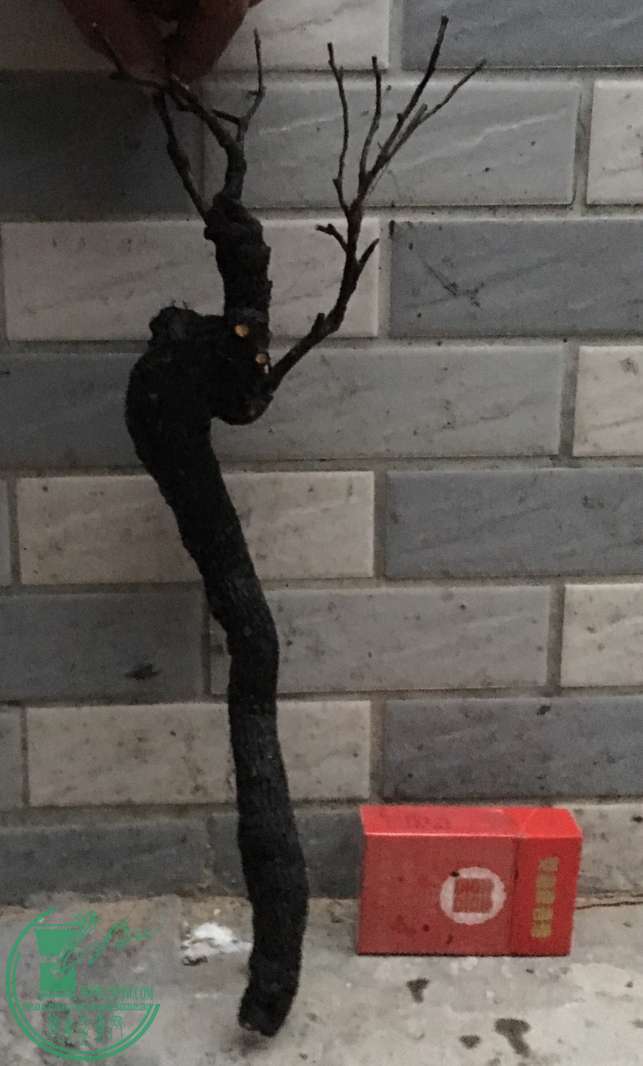 image.jpeg