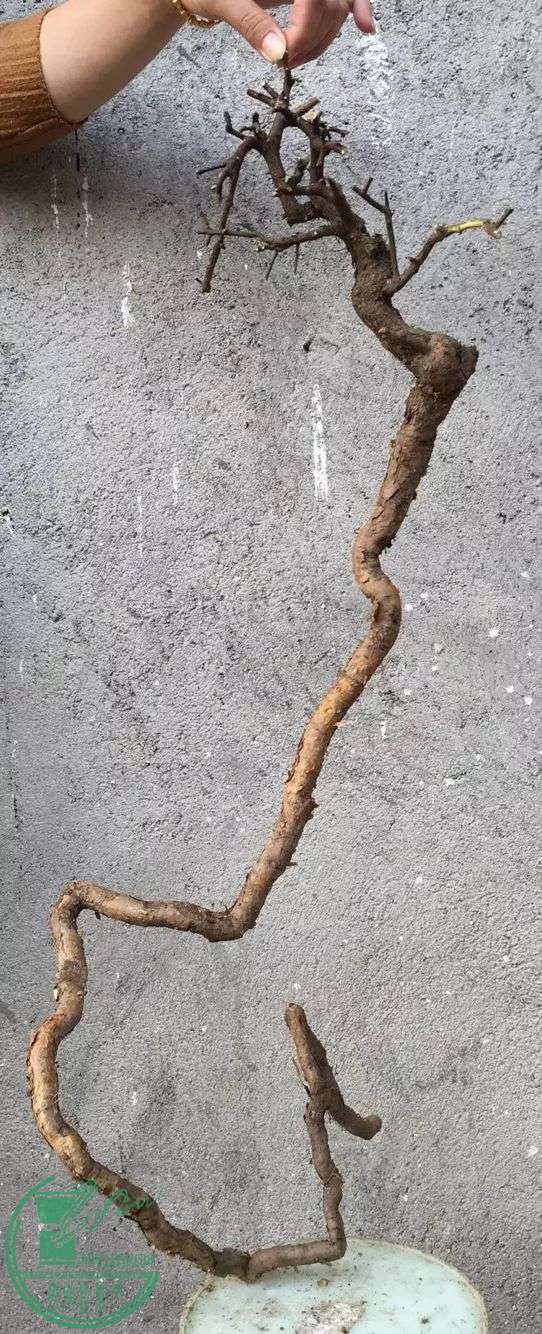 image.jpeg