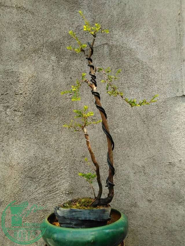 1200
